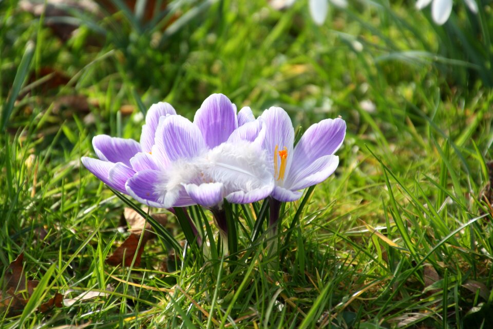 Crocus lilac seasons photo