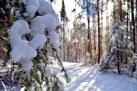 Snow landscape winter tree photo