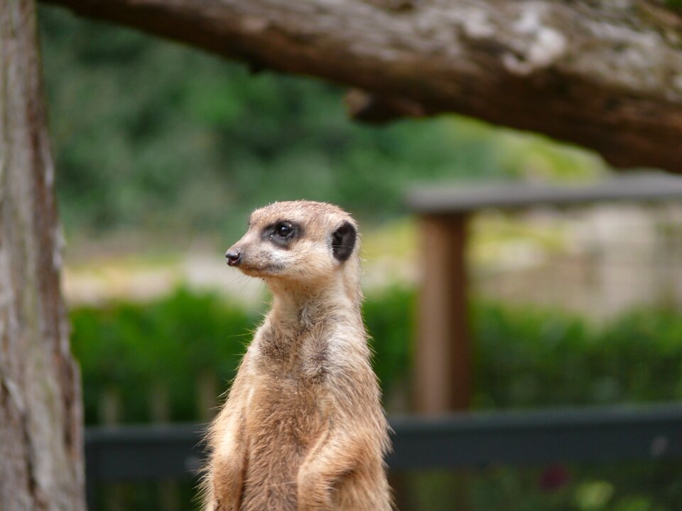 Tiergarten fur curious