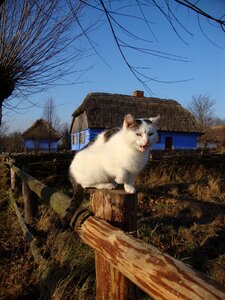 Animal freedom curiosity