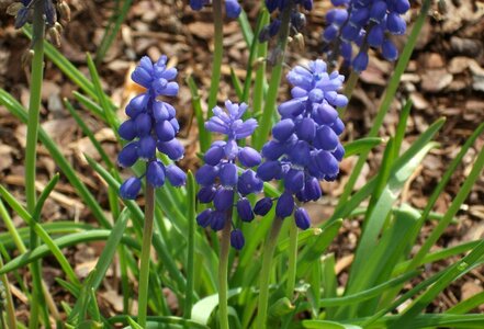 Flora nature plant