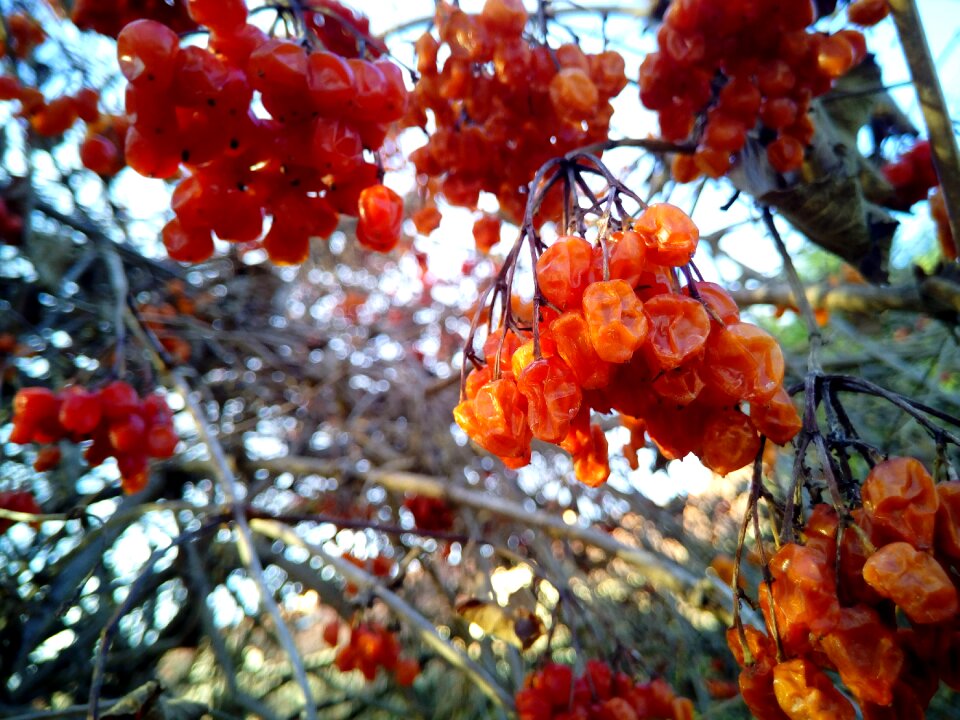 Berries fruit tree