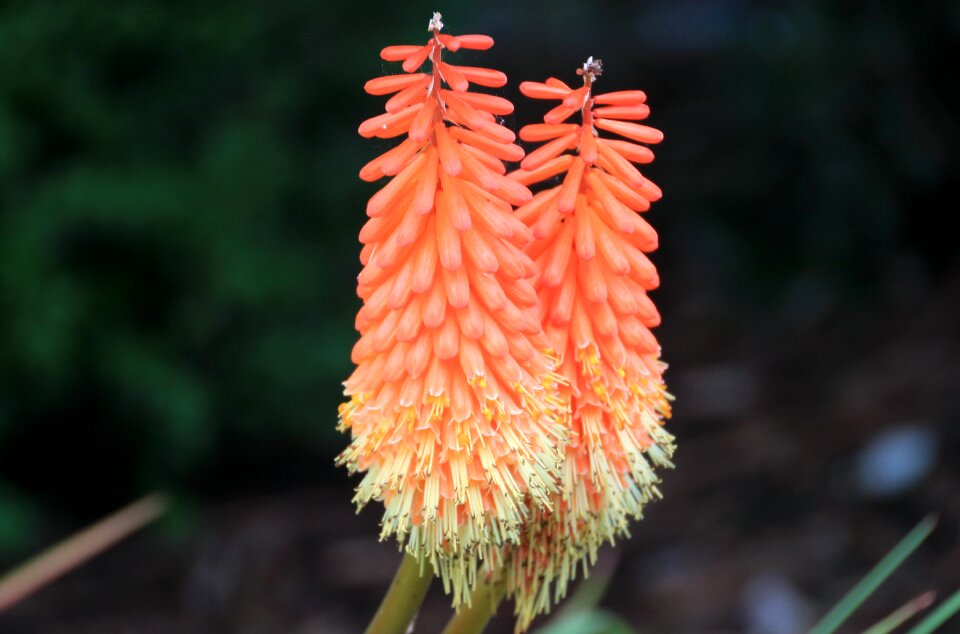 Flower blossom bloom