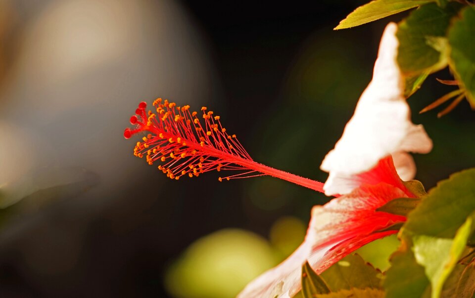 Pistil macro close up