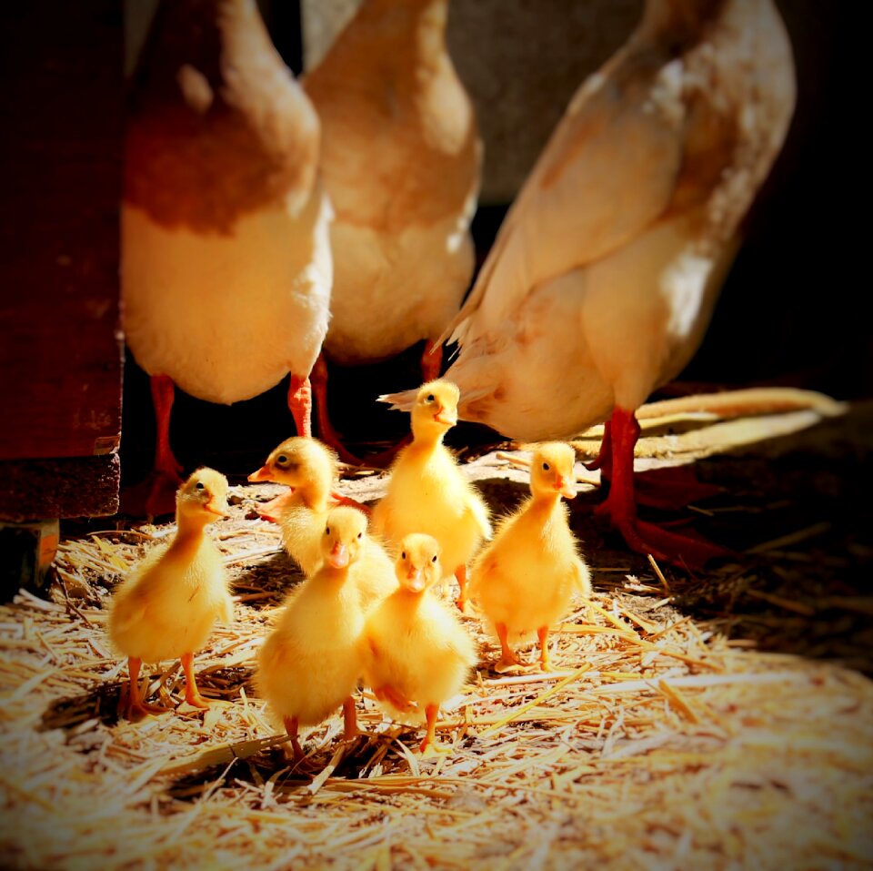 Baby animal nature