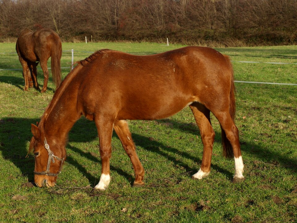Mare nature animal