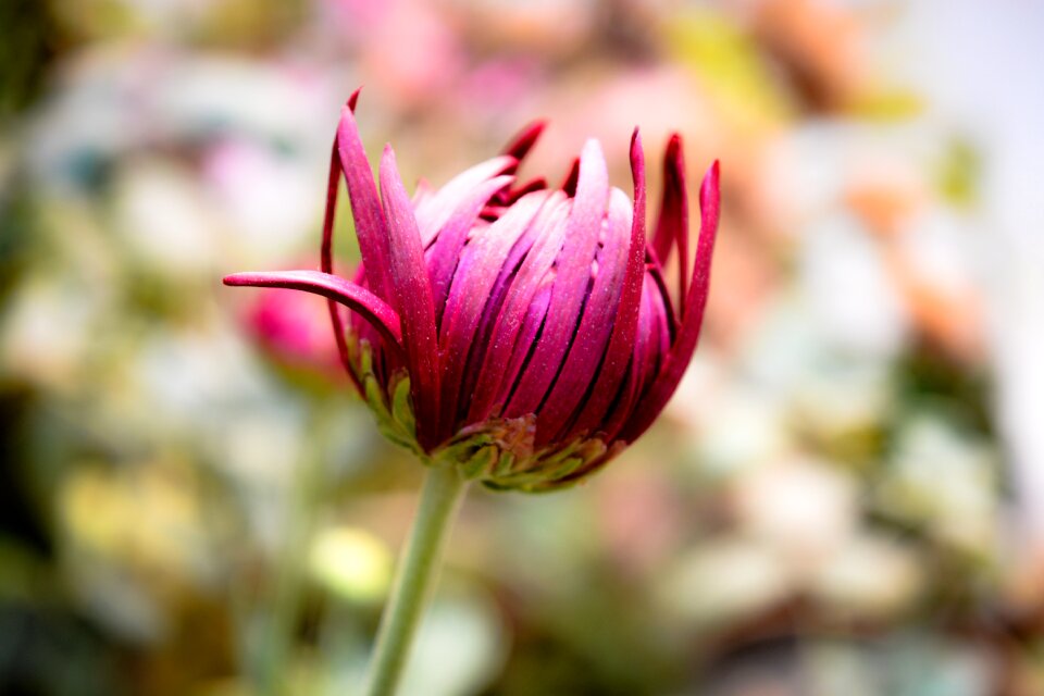 Bloom chrysanthemum natural beauty