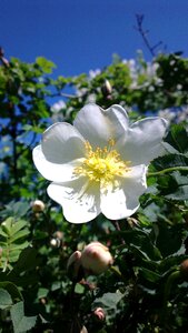 Ros flower nature