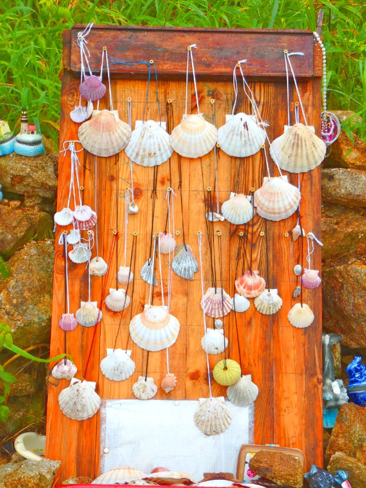Shells galicia spain