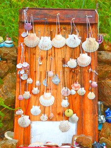 Shells galicia spain
