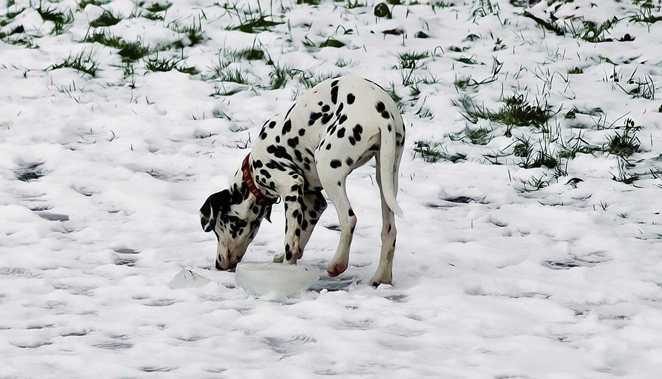 Pet dog animal photo