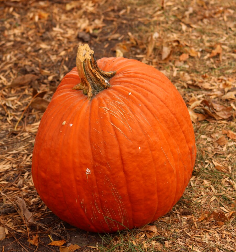 Halloween seasonal
