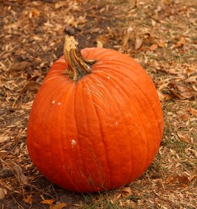 Halloween seasonal