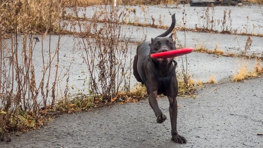 Fall frisbee photo