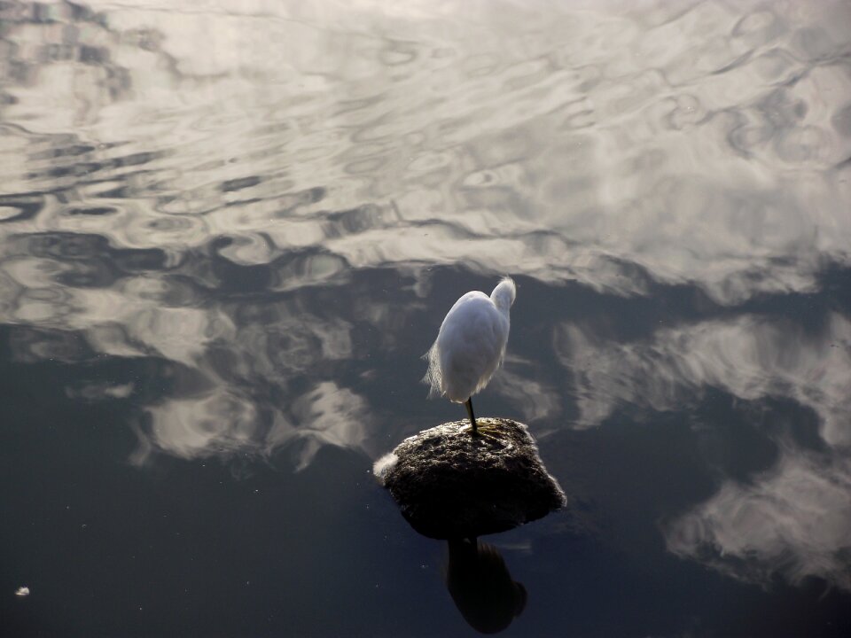 Seagull water agua