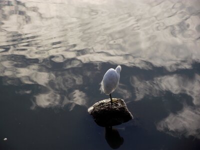 Seagull water agua photo