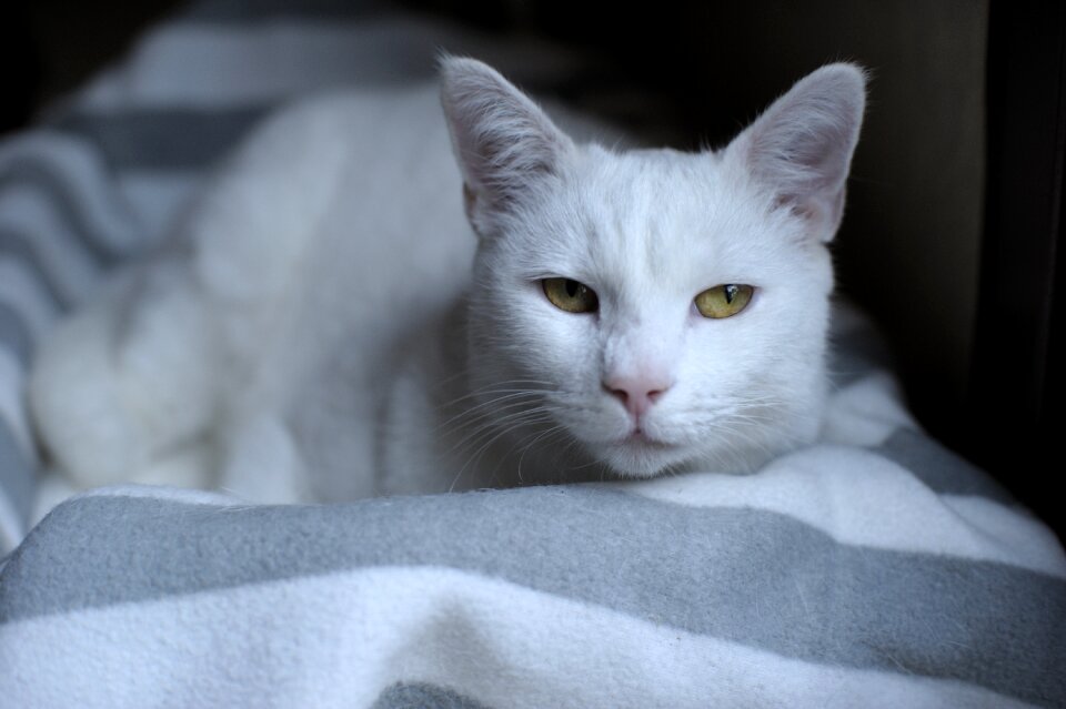 Cat yellow eyes predators