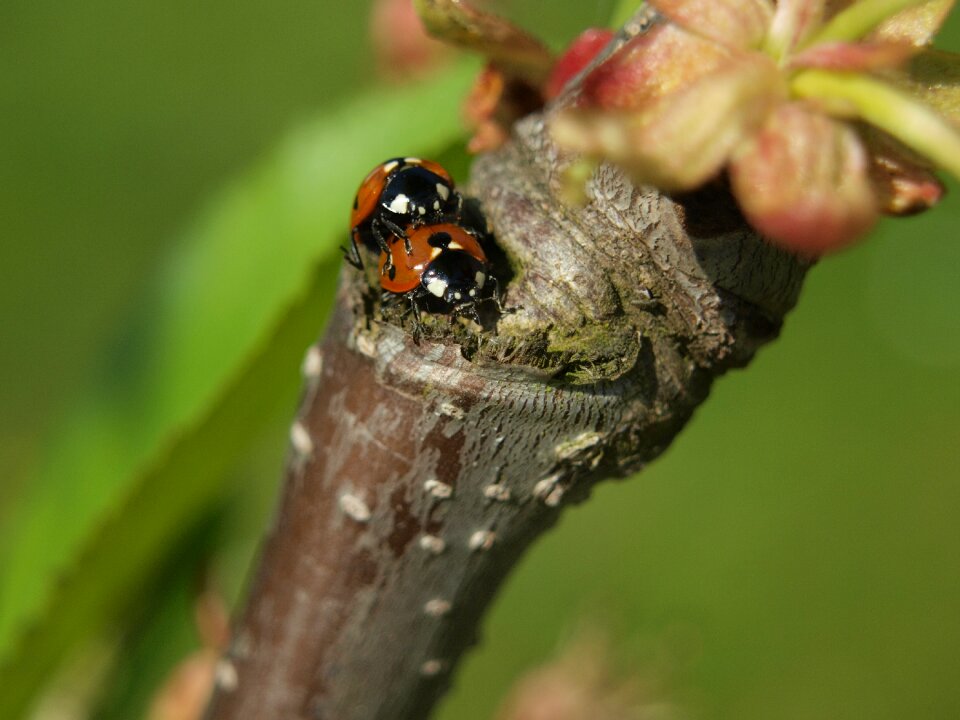 Pairing close up insect