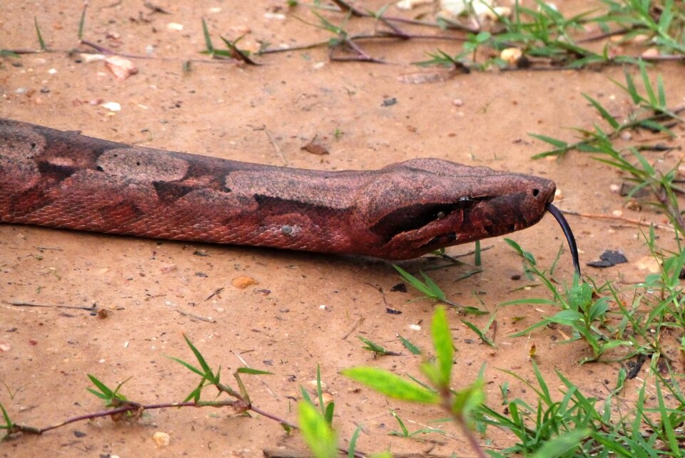 Fauna brown snake