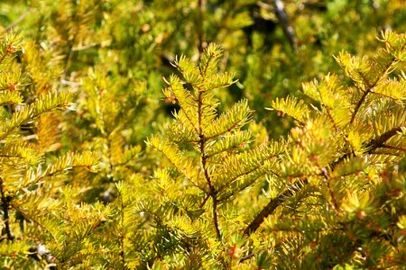 Branch pine-needle greenish-yellow