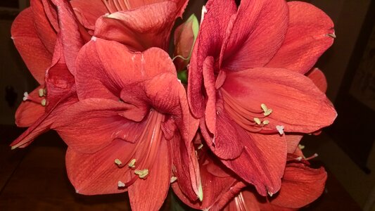 Christmas flower red