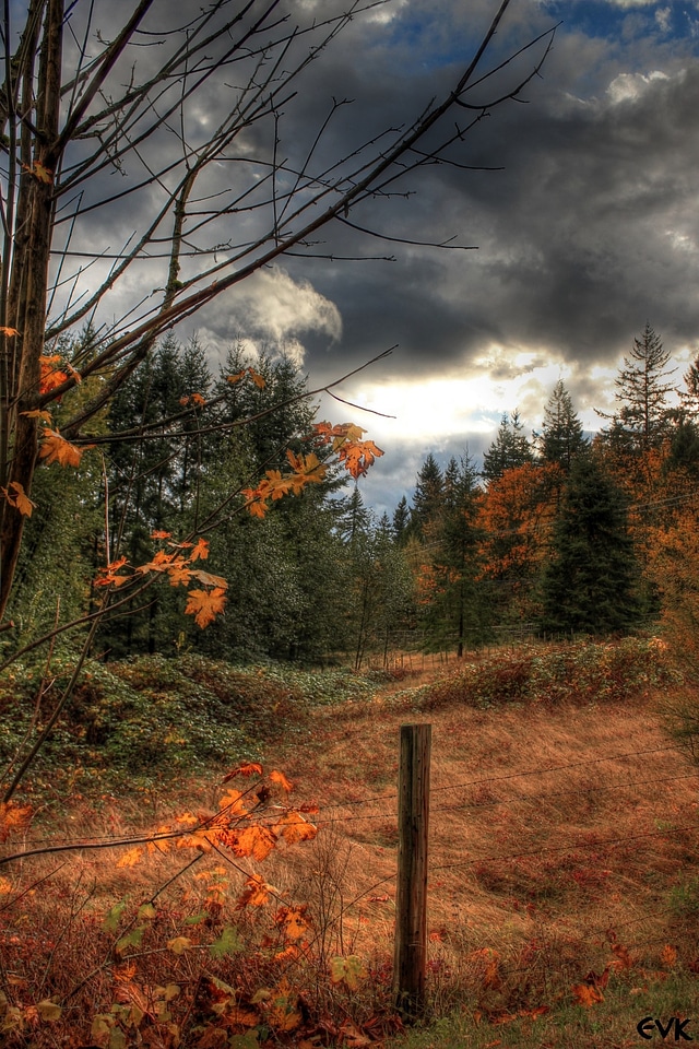 Sky nature trees