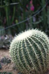 Thorn background plants