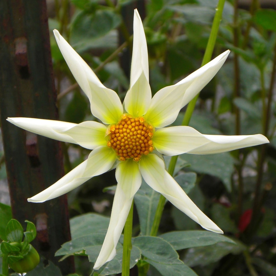 Wild flora green stars
