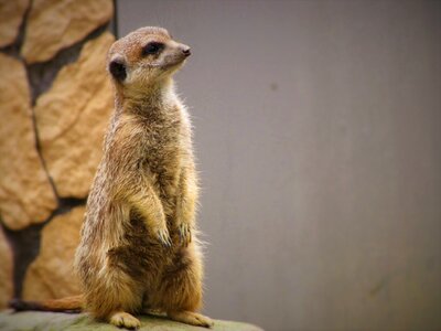 Mammal nature young animal