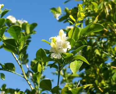 Nature tree white petals
