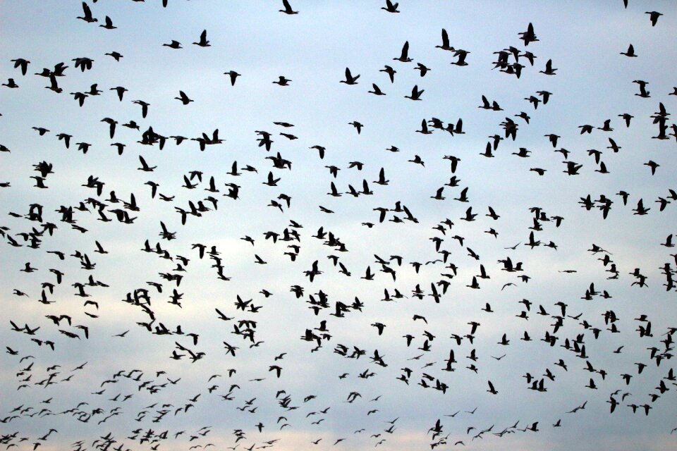 Geese swarm migratory birds