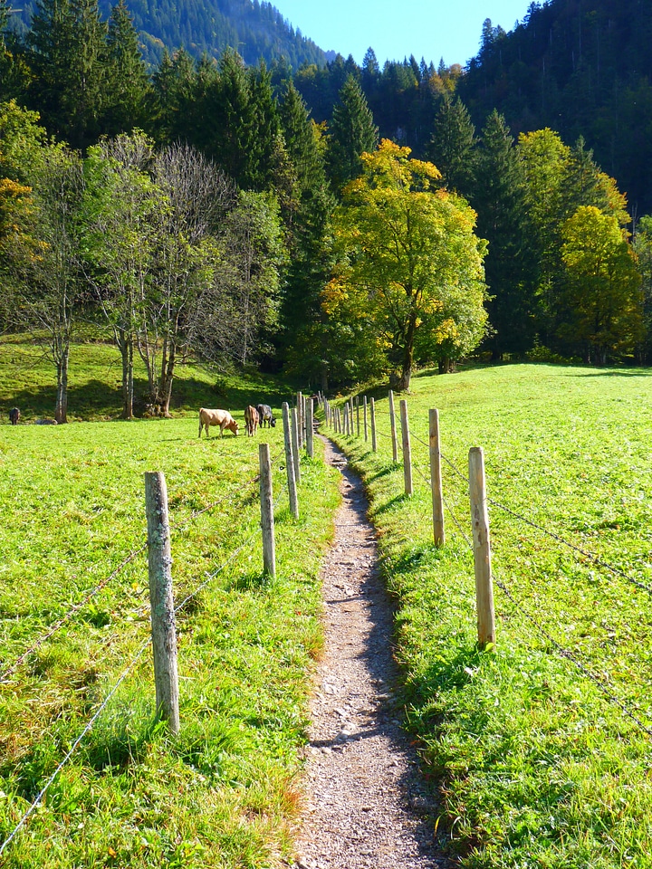 Trail meadow run