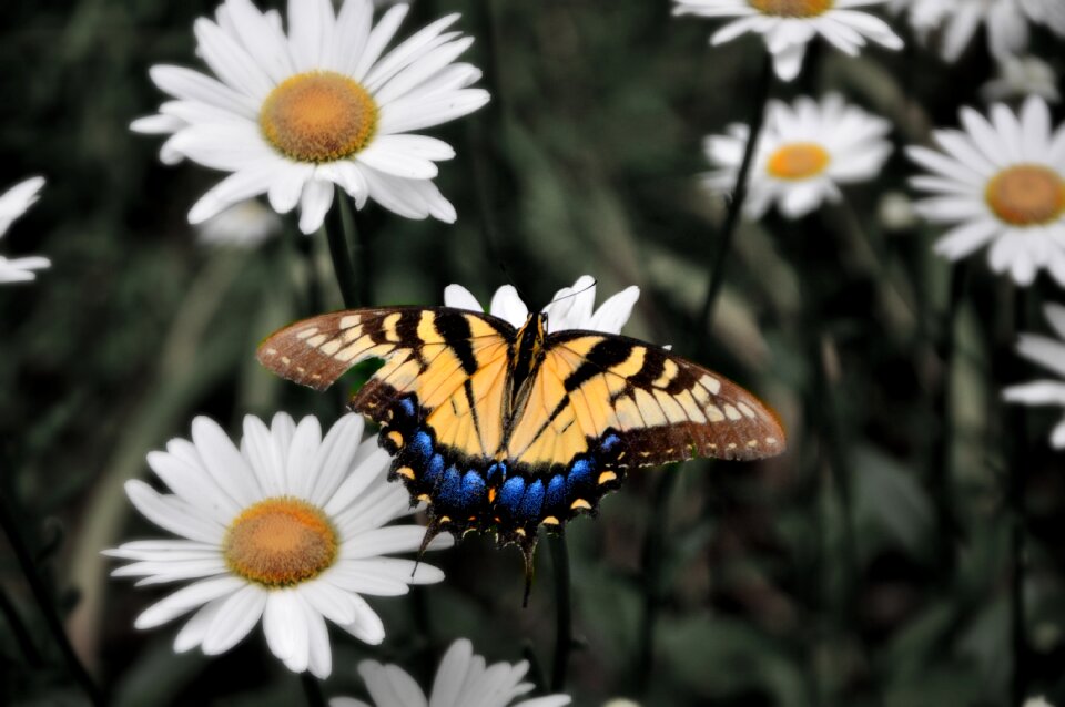 Natural outdoors bloom