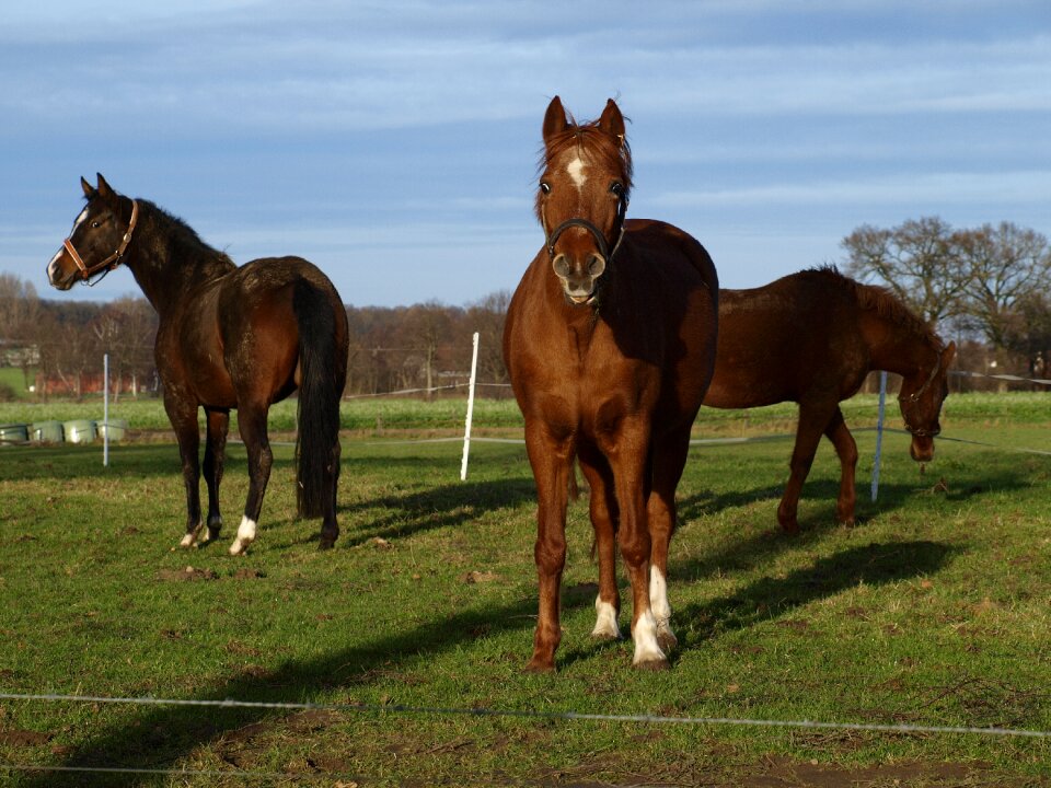 Coupling graze light brown