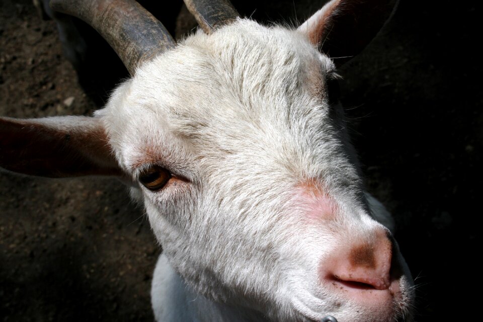 Horns enclosure close up