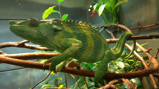 Green zoo living nature