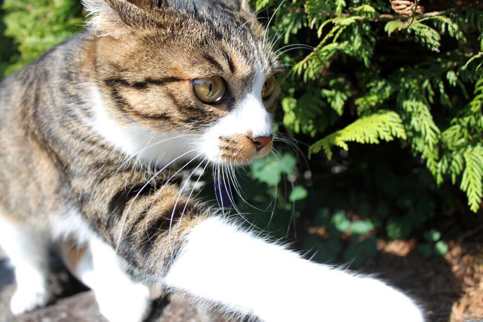 Cat walk exciting