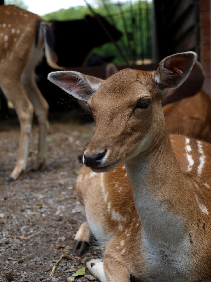 Fallow deer forest animal wild