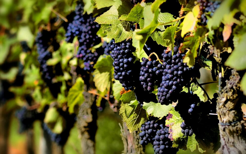 Wine fruit agriculture