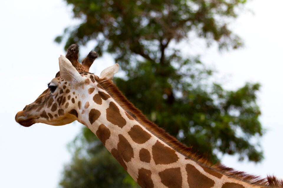 Giraffe nature animals