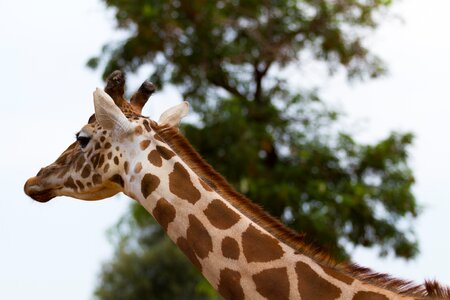 Giraffe nature animals