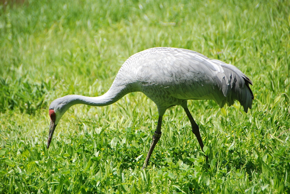Illinois bird waterbird