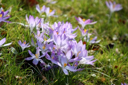 Crocus purple flower harbinger of spring photo