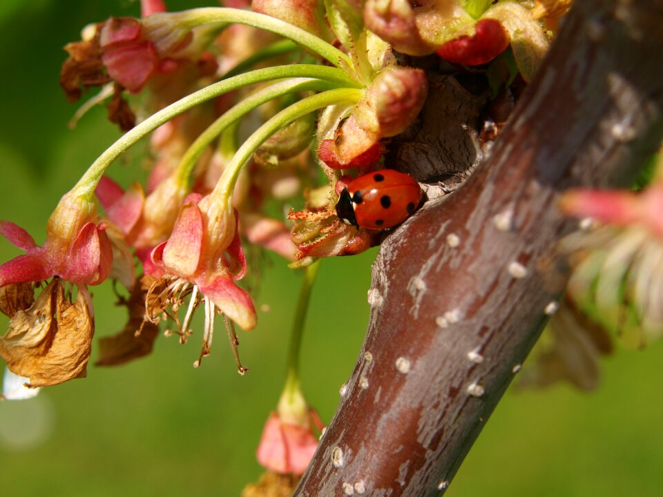 Lucky charm insect nature