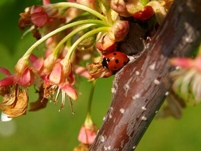 Lucky charm insect nature