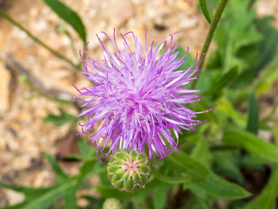 Small fresh garden blue