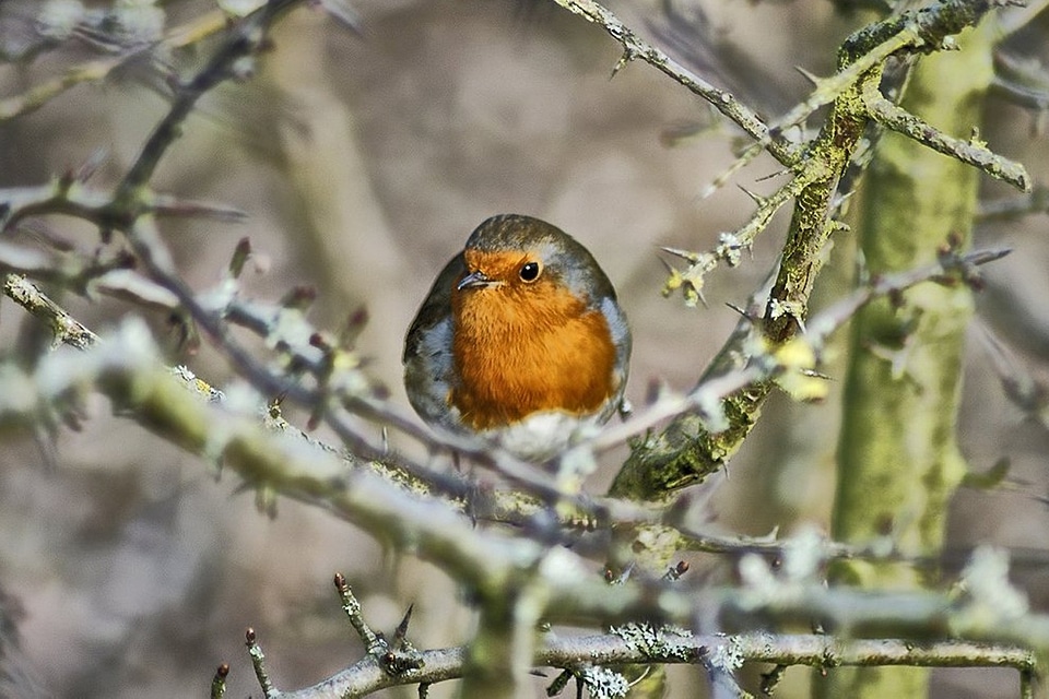 Animal feathered nature