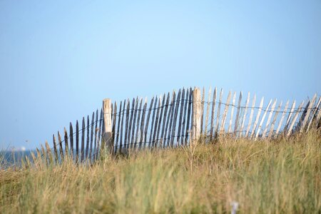 Sea sand grass