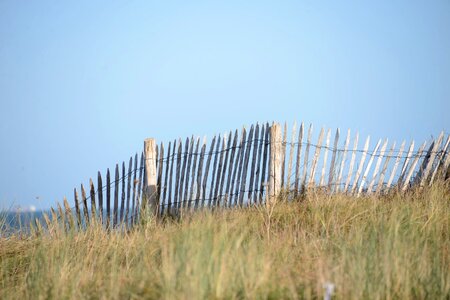 Sea sand grass photo