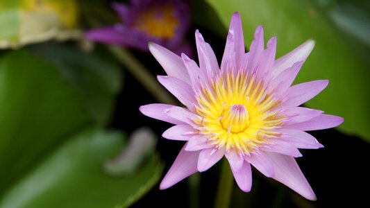 Bo pink lotus sa photo